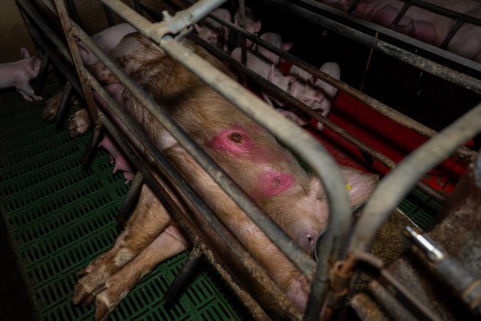 Sow with pressure sore in farrowing crate