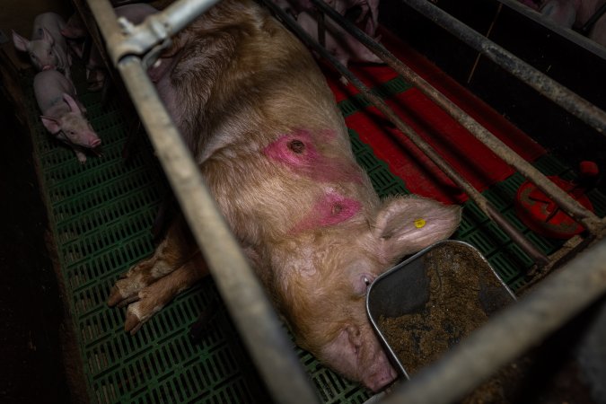 Sow with pressure sore in farrowing crate
