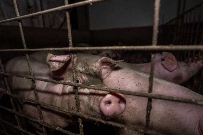 Grower pigs