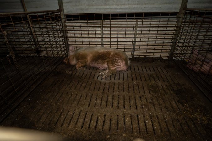 Boar in individual pen