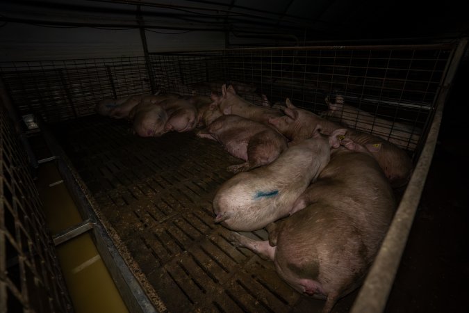 Sows in group pen