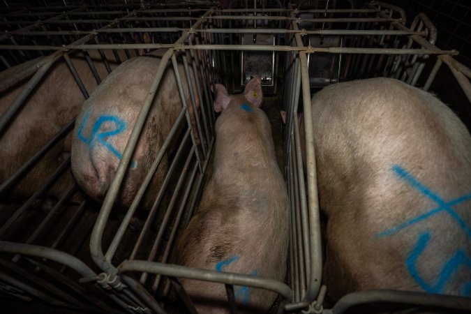 Sows in sow stalls