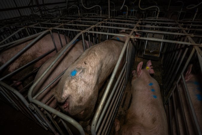 Sows in sow stalls