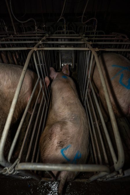 Sows in sow stalls