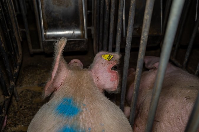 Sows in sow stalls
