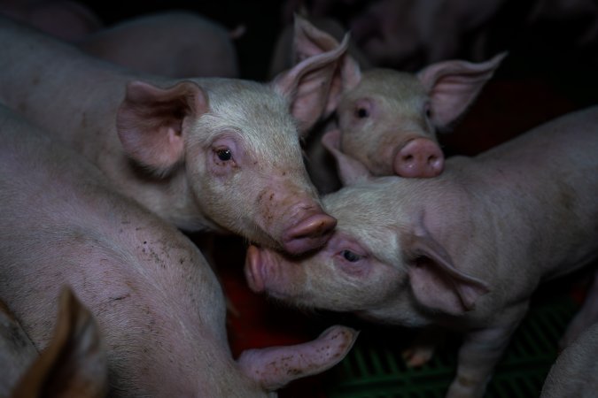 Weaner piglets