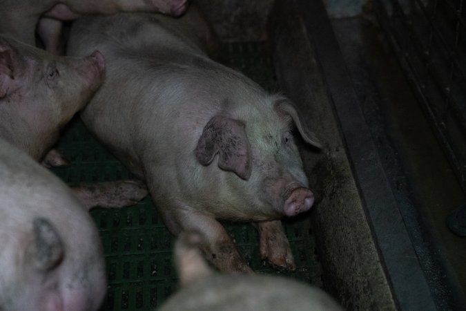 Grower pigs