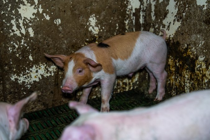 Weaner piglets
