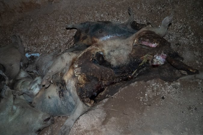 Dead pigs in a trench