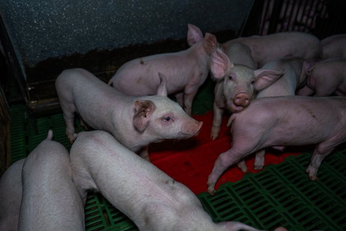 Weaner piglets