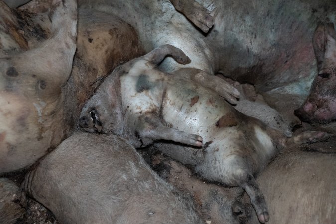 Dead pigs in a trench