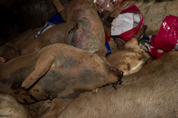 Dead pigs in a trench