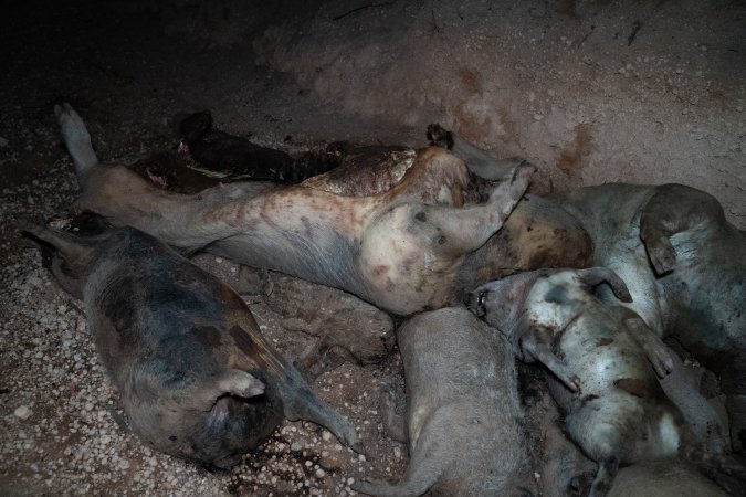 Dead pigs in a trench