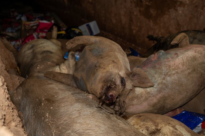 Dead pigs in a trench