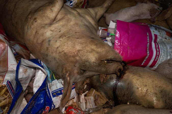 Dead pigs in a trench