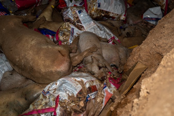 Dead pigs in a trench