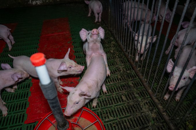 Weaner piglets