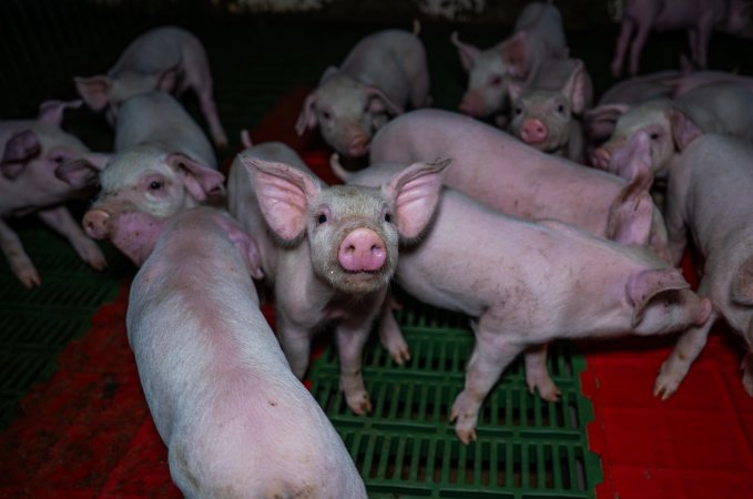 Weaner piglets