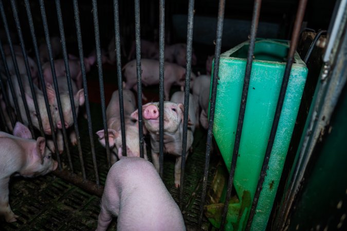 Weaner piglets
