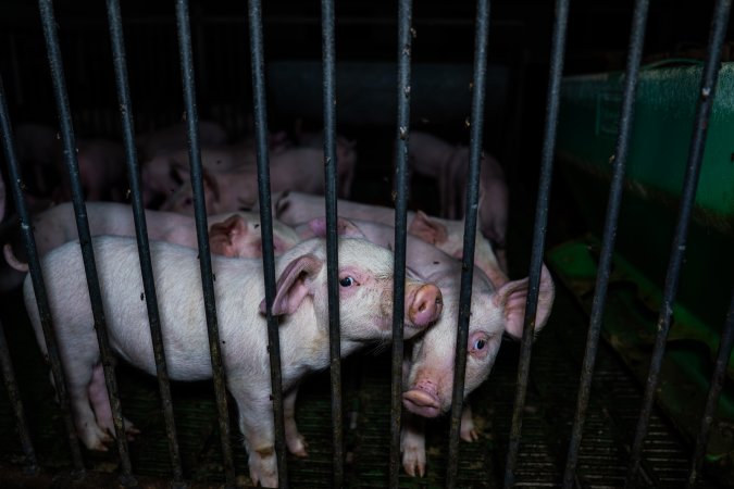 Weaner piglets
