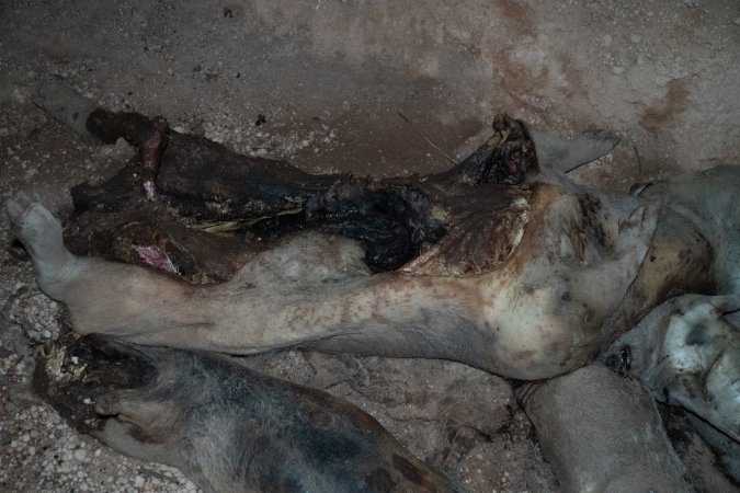 Dead pigs in a trench