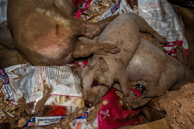 Dead pigs in a trench