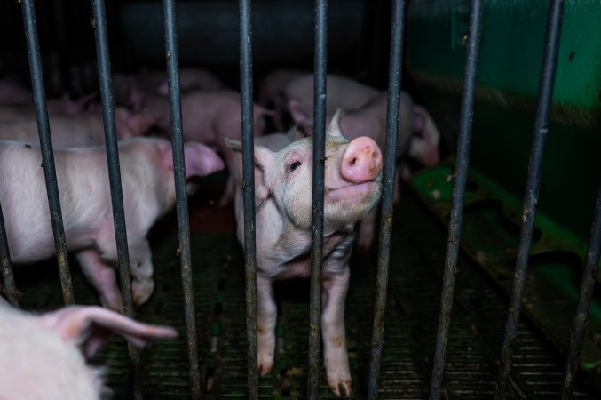 Weaner piglets