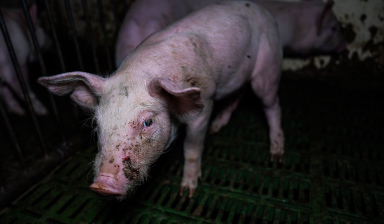 Weaner piglet with facial wound