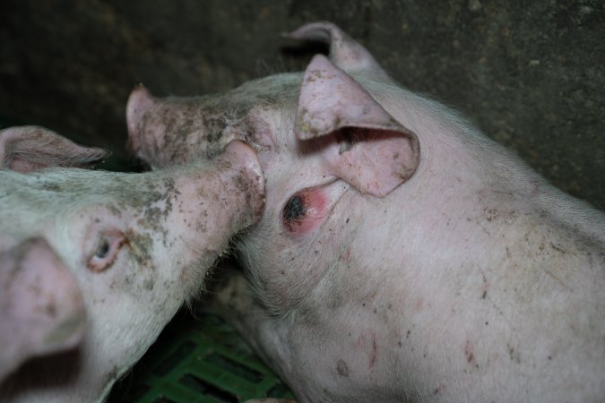 Grower pig with a large raised bump on the side of their head