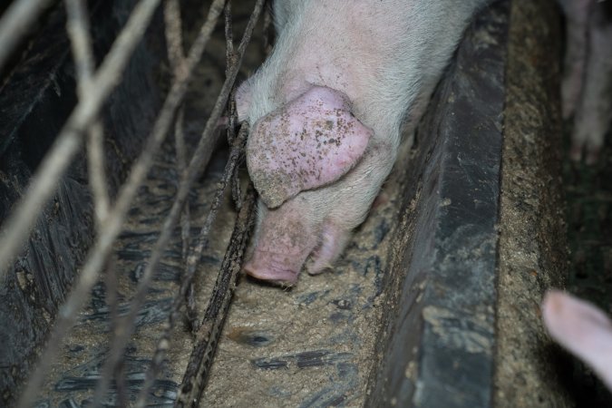 Grower pigs