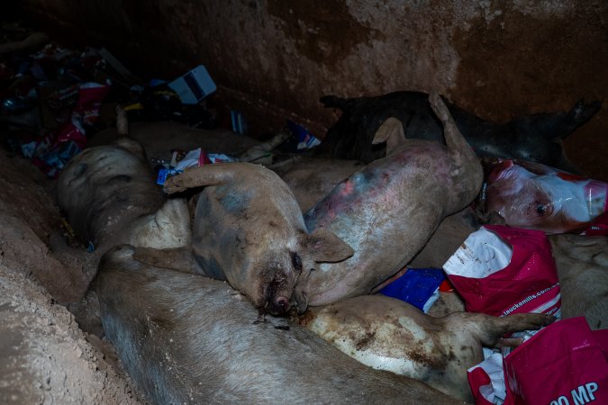 Dead pigs in a trench