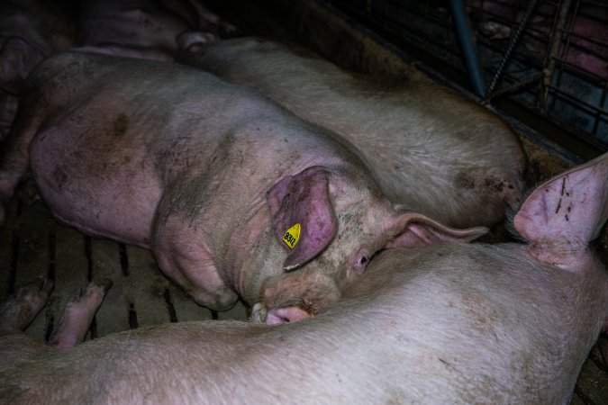 Sows in group pen