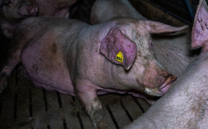 Sows in group pen