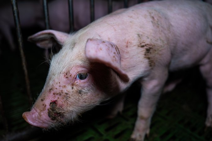 Weaner piglet with facial wound