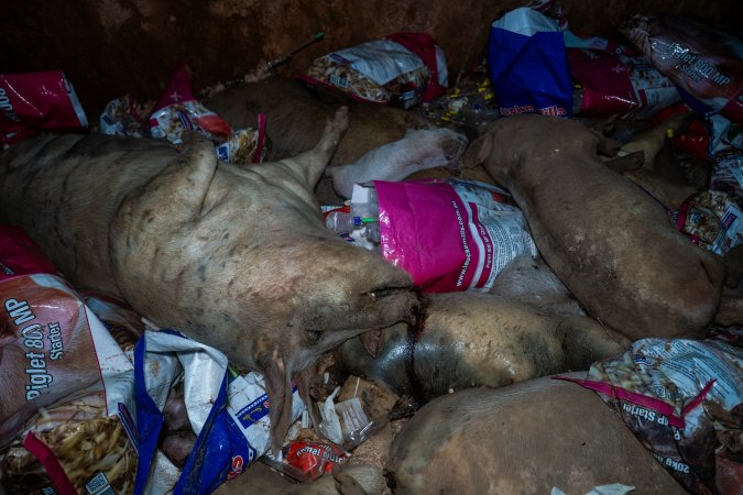 Dead pigs in a trench