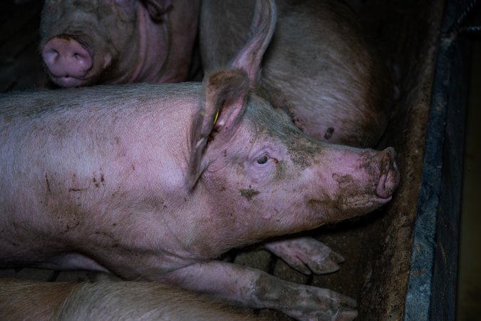 Sows in group pen