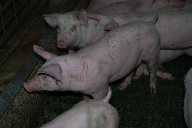 Grower pigs