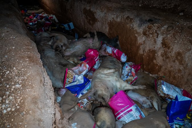 Dead pigs in a trench