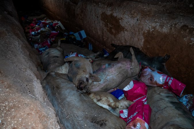 Dead pigs in a trench