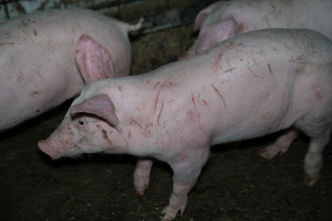 Grower pigs