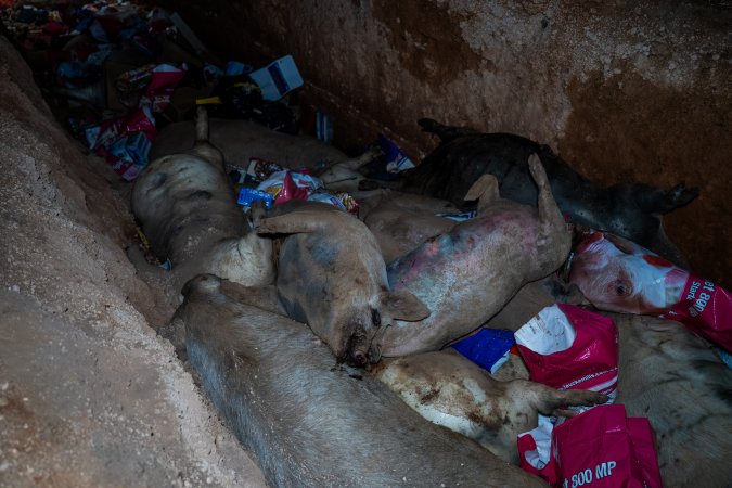 Dead pigs in a trench