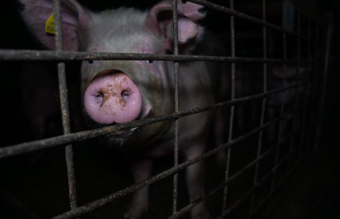 Sow at front bars of group pen