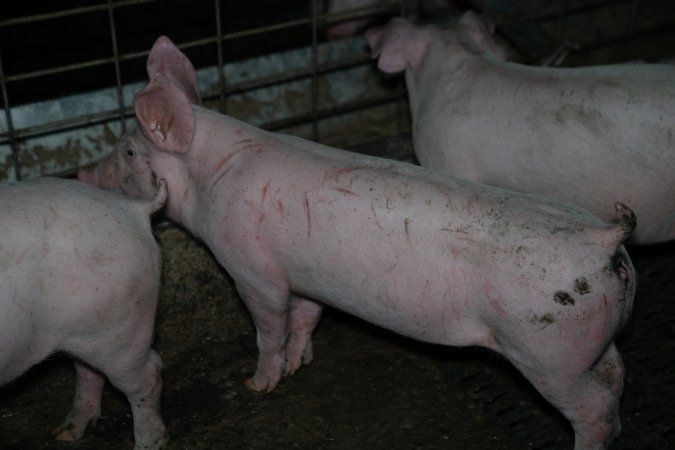Grower pigs
