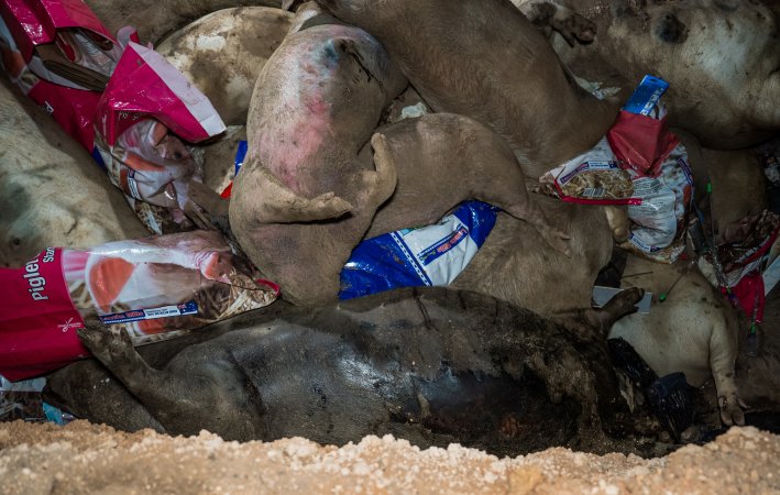 Dead pigs in a trench