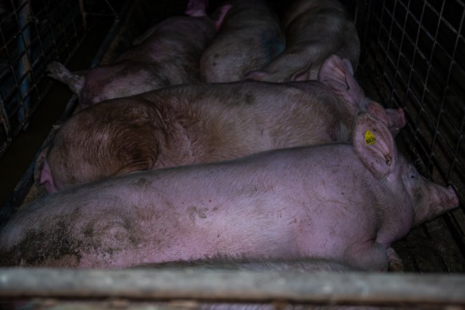 Sows in group pen