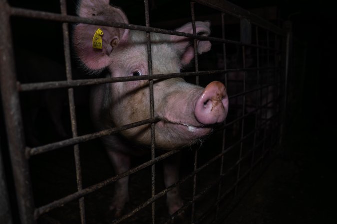 Sow biting bars at front of group pen