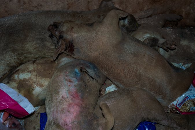 Dead pigs in a trench