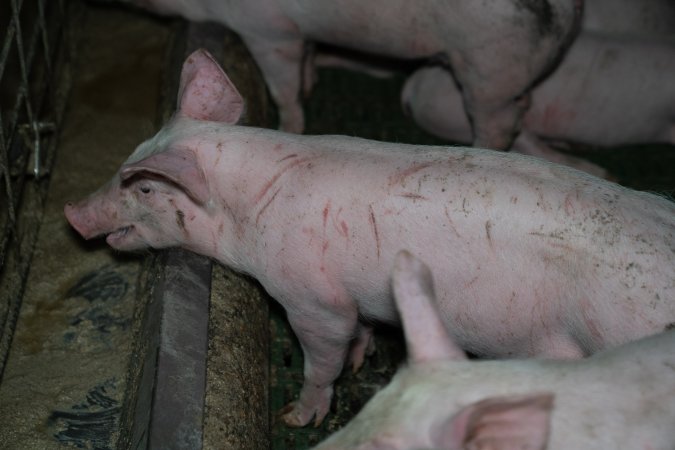 Grower pigs
