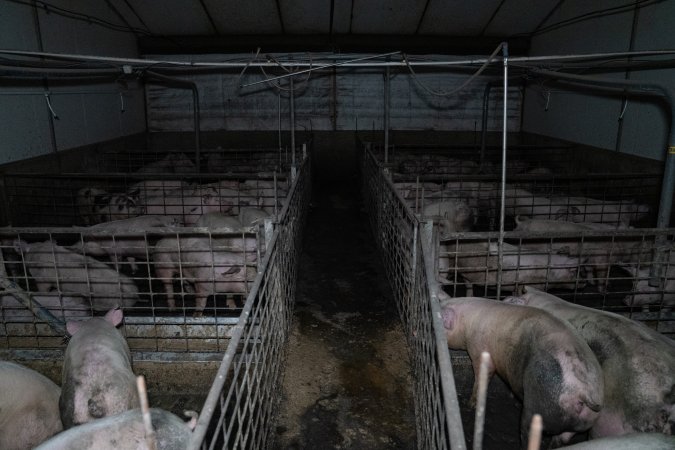 Grower pigs