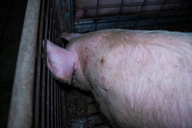 Sow facing corner of group pen